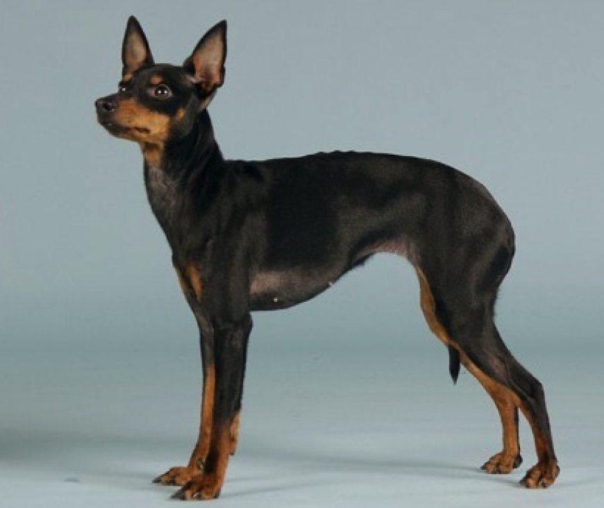 Storia del Black and Tan Toy Terrier