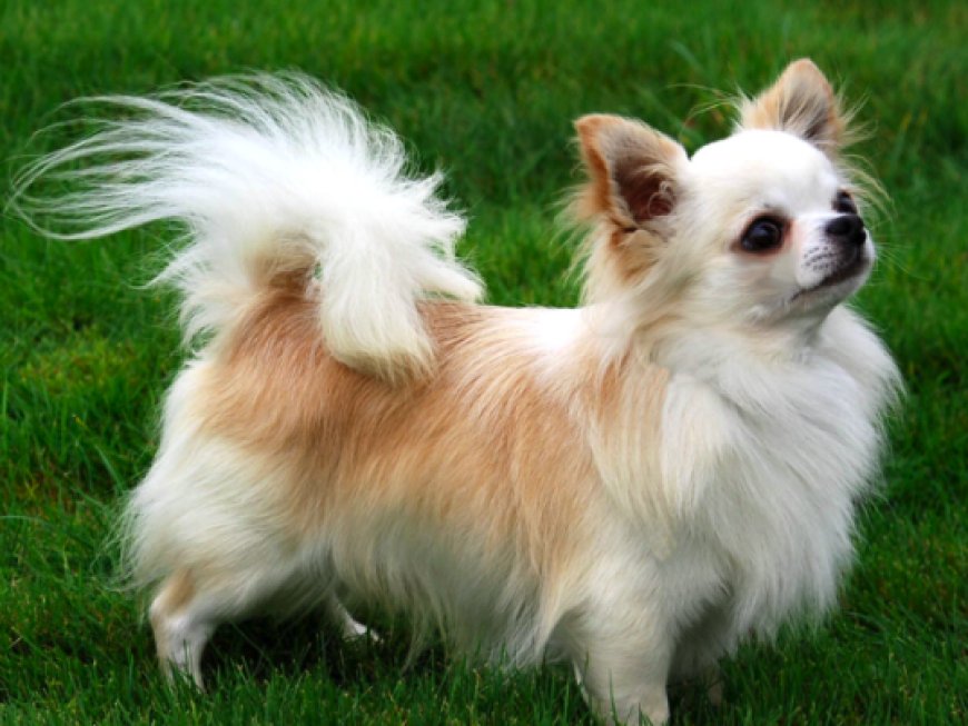 Il Chihuahua: Il Piccolo Ma Coraggioso Cane