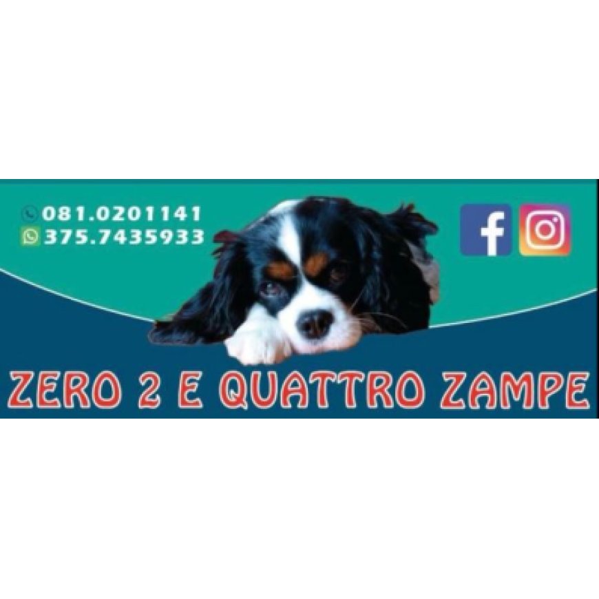 Napoli Zero 2 e Quattro Zampe 375 7435933