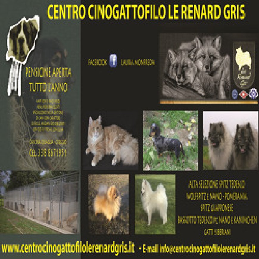 Greggio Centro Cinogattofilo Le Renard Gris 338 8671951
