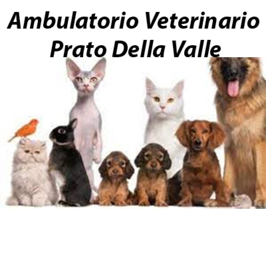 Padova Ambulatorio Veterinario Prato Della Valle 049 8802955