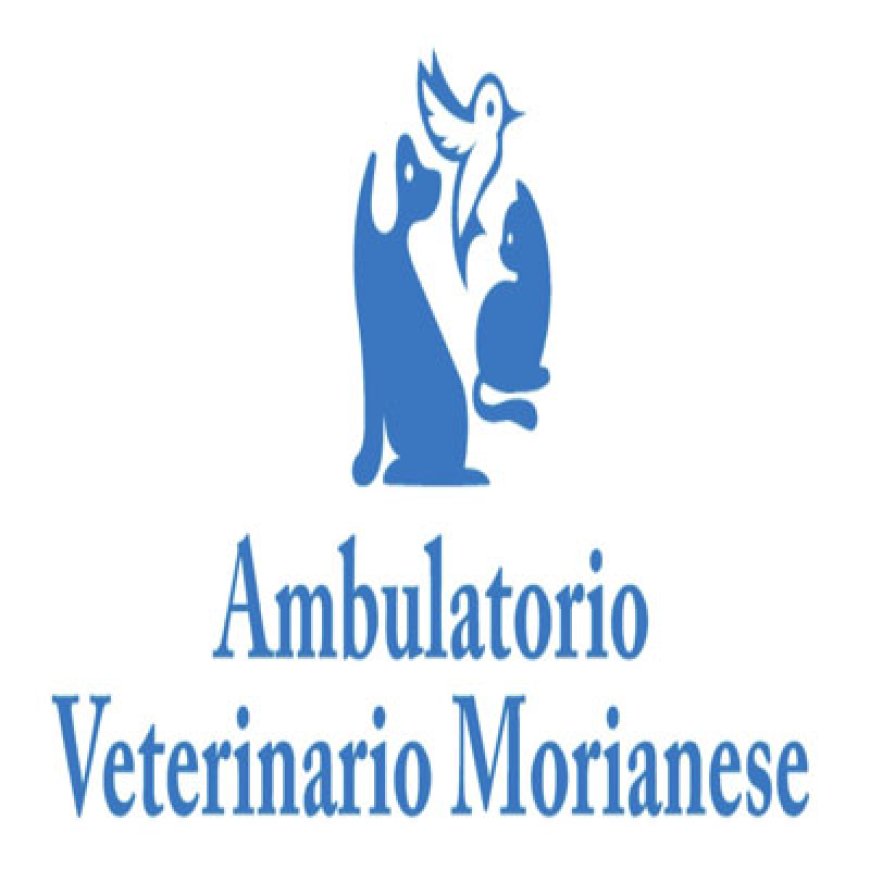 Monte san quirico Ambulatorio Veterinario Morianese 0583 342436