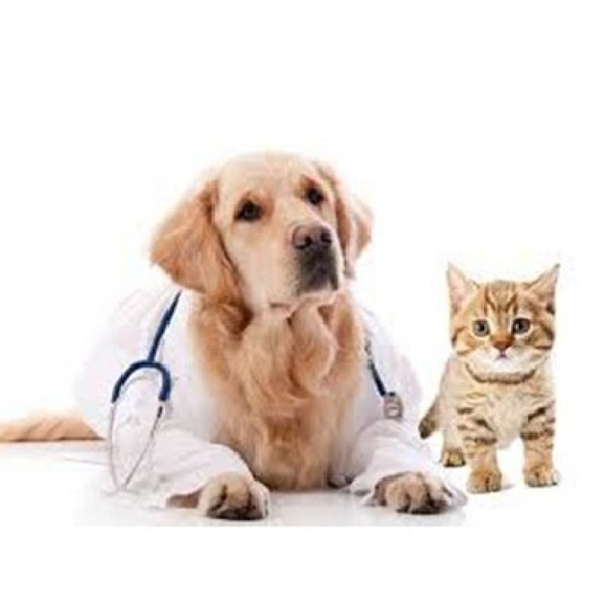 Misterbianco Caruso Dr. Antonino - Medico veterinario 095 302091
